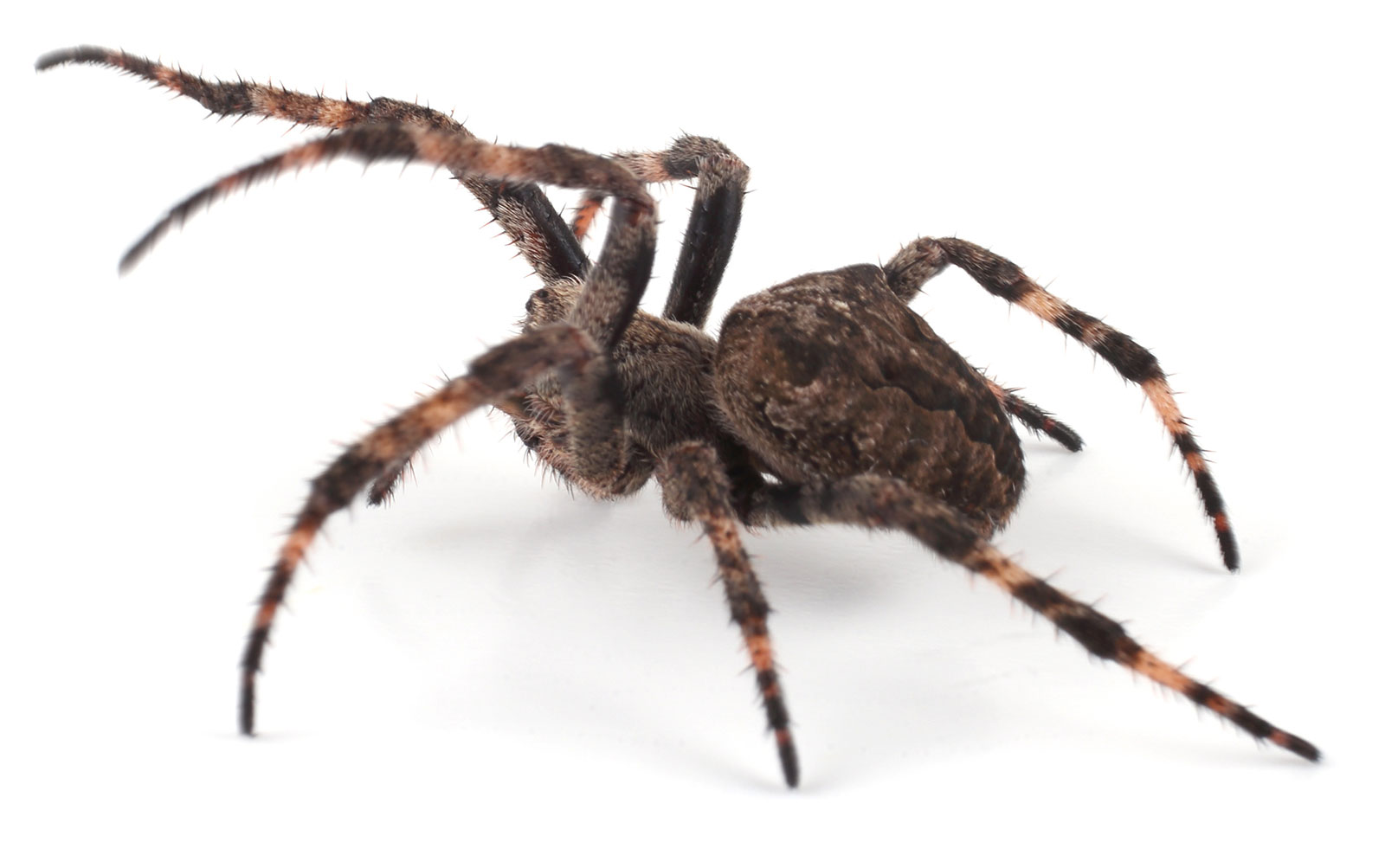 Große, behaarte Spinne mit dunklem Körper und hellen Streifen auf den Beinen vor weißem Hintergrund.