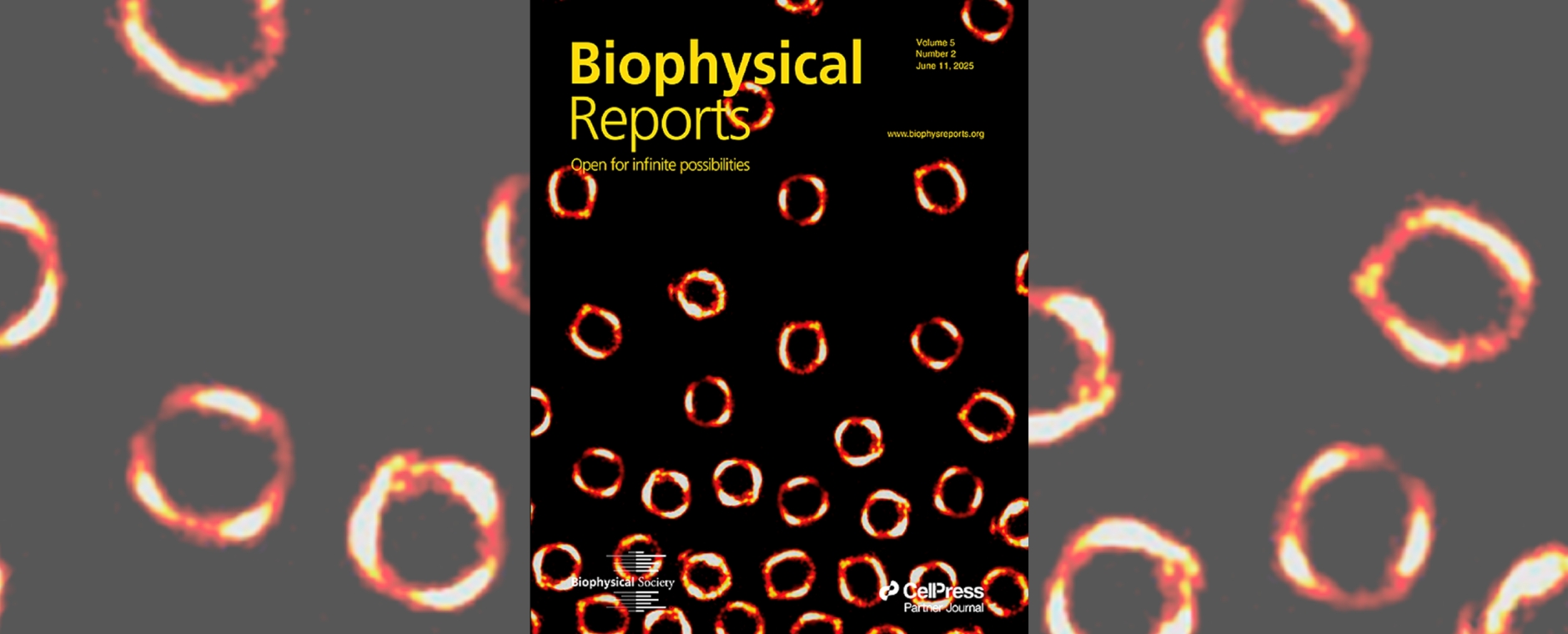Das Cover von Biophysical Reports zeigt leuchtende Mikrokugeln, die aussehen wie gelb-rote Ringe, auf schwarzem Hintergrund. 