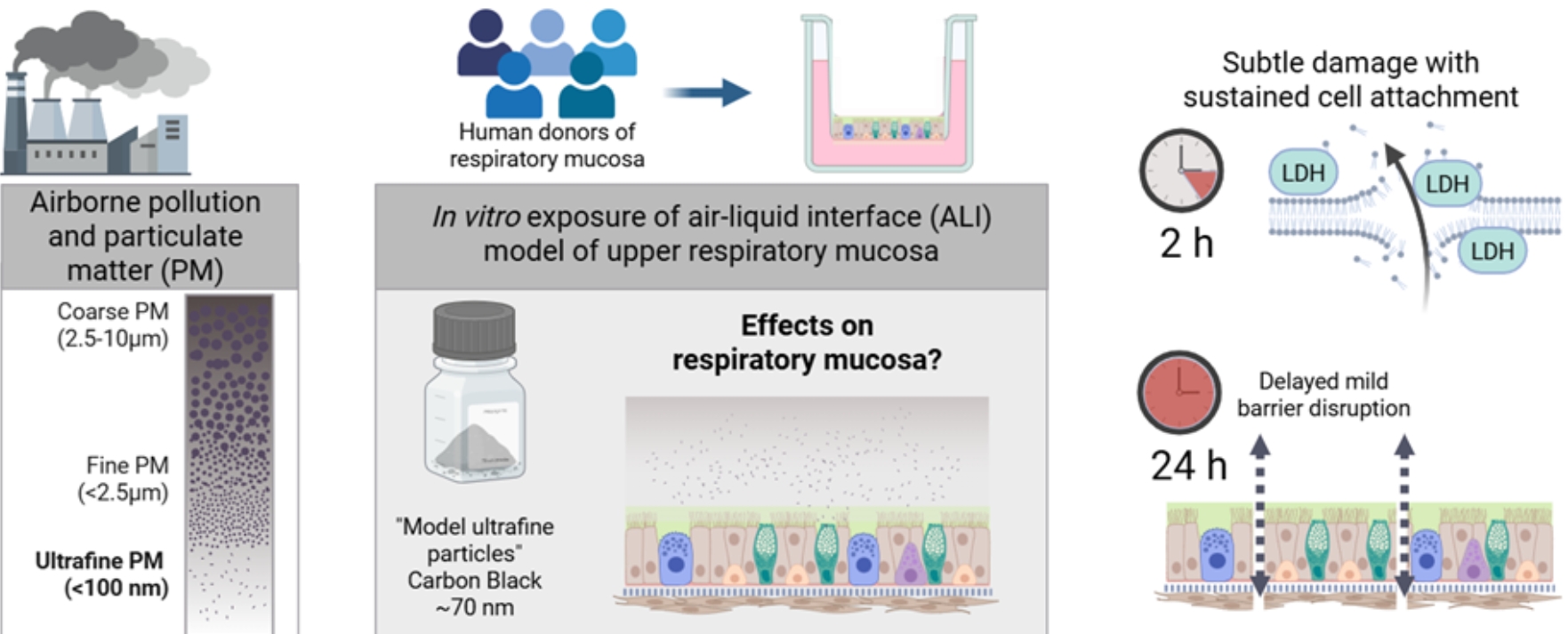 HNO Graphical Abstract  Die grafische Zusammenfassung zeigt, wie eine Hohe Konzentration von Ultrafeinstaub die epitheliale Barriere der menschlichen Atemwege stört