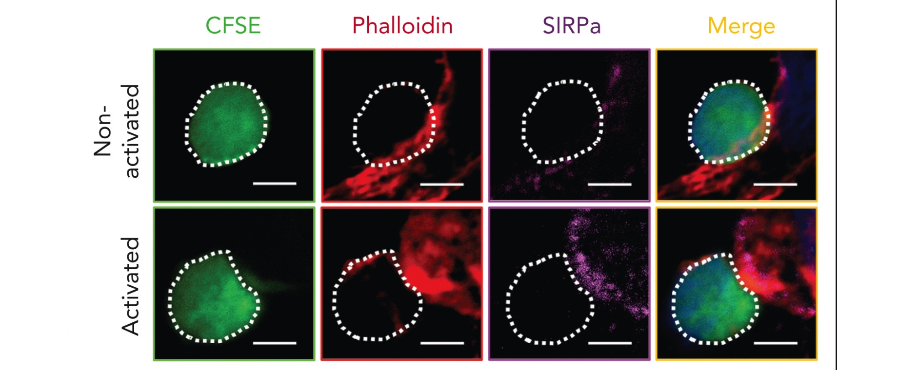Konfokalbilder ZEMM  Die Konfokalbilder zeigen ein typisches Ergebnis aus drei unabhängigen Experimenten.