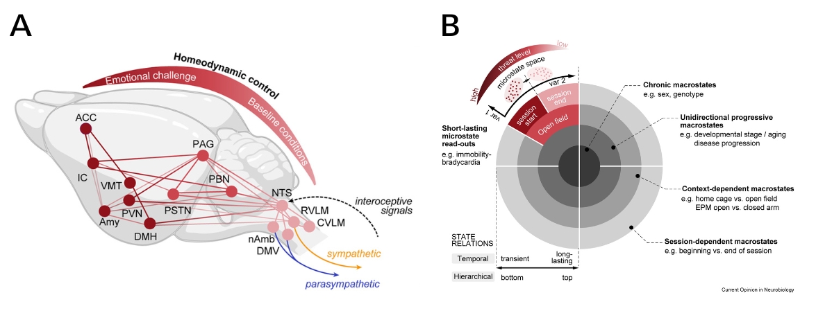 Neuronale Schaltkreise für kardio-verhaltensbezogene Zustände Zwei Abbildungen aus der Publikation - genaue Beschreibung in der Bildunterschrift
