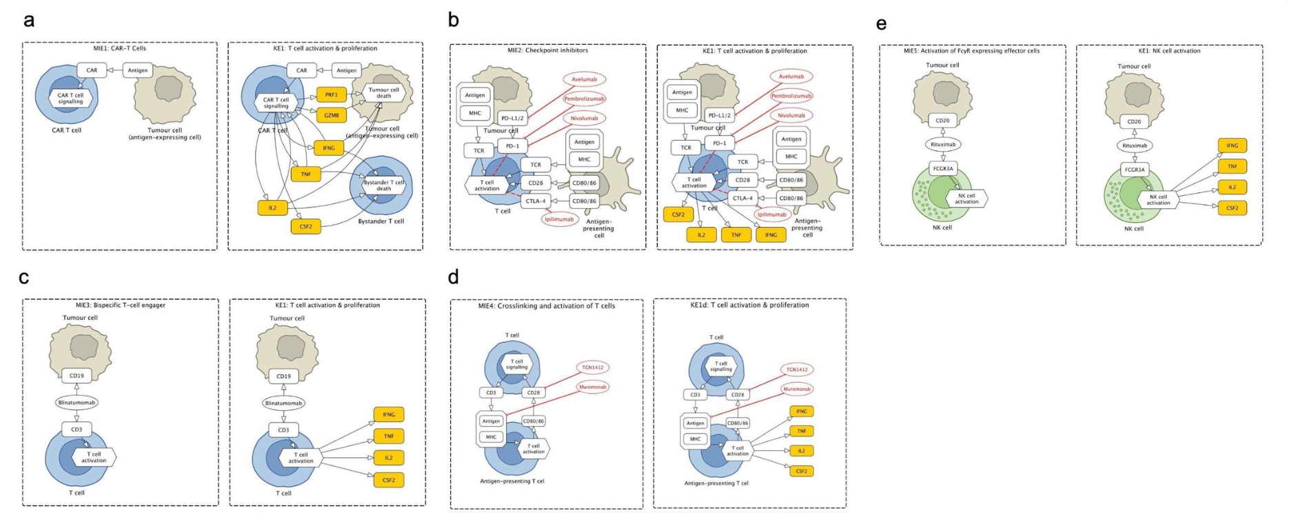 Zelluläre Immuntherapie - CRS-Map Grafische Darstellung der fünf immunmodulatorischen Biotherapien, welche CRS induzieren.