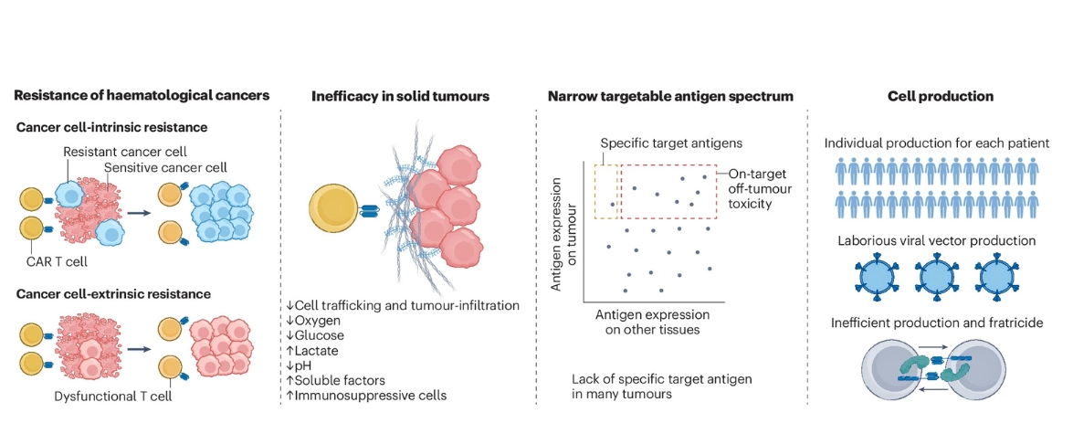 CRISPR-basierte T-Zell-Therapien  Hier ist dargestellt, welche Probleme es bei der zellulären Immuntherapie gegen Krebs gibt. Diese Probleme könnte man mit neuen CRISPR 2.0-basierten Gen-Editierungsstrategien angehen.