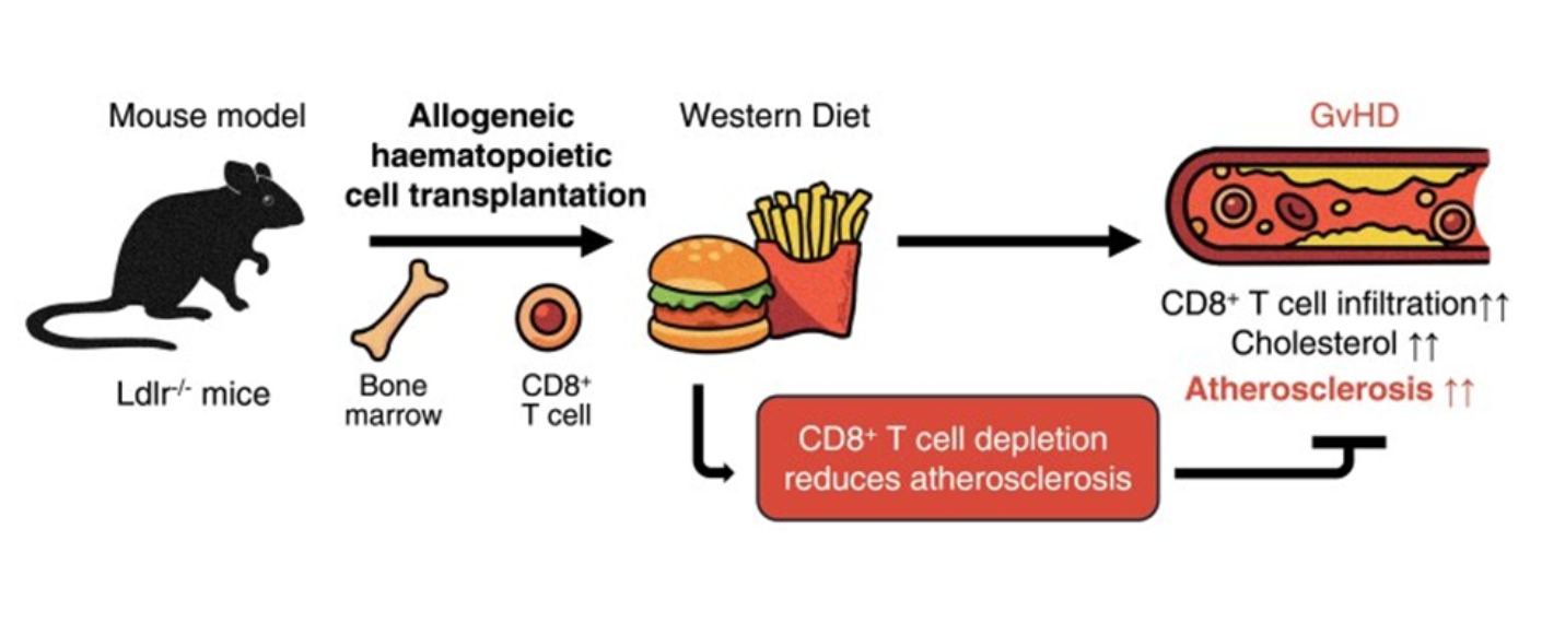 Grafischer Abstrakt der Studie