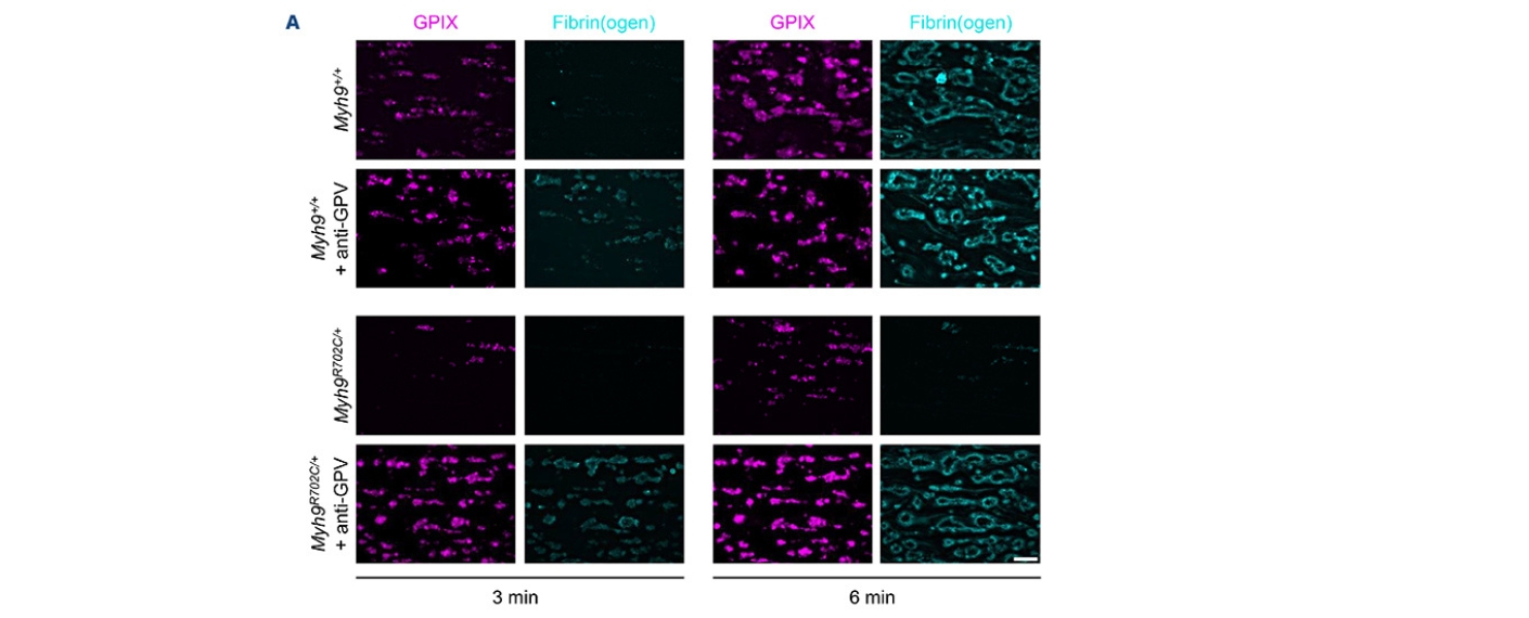 Mikroskopische Bilder aus der Publikation