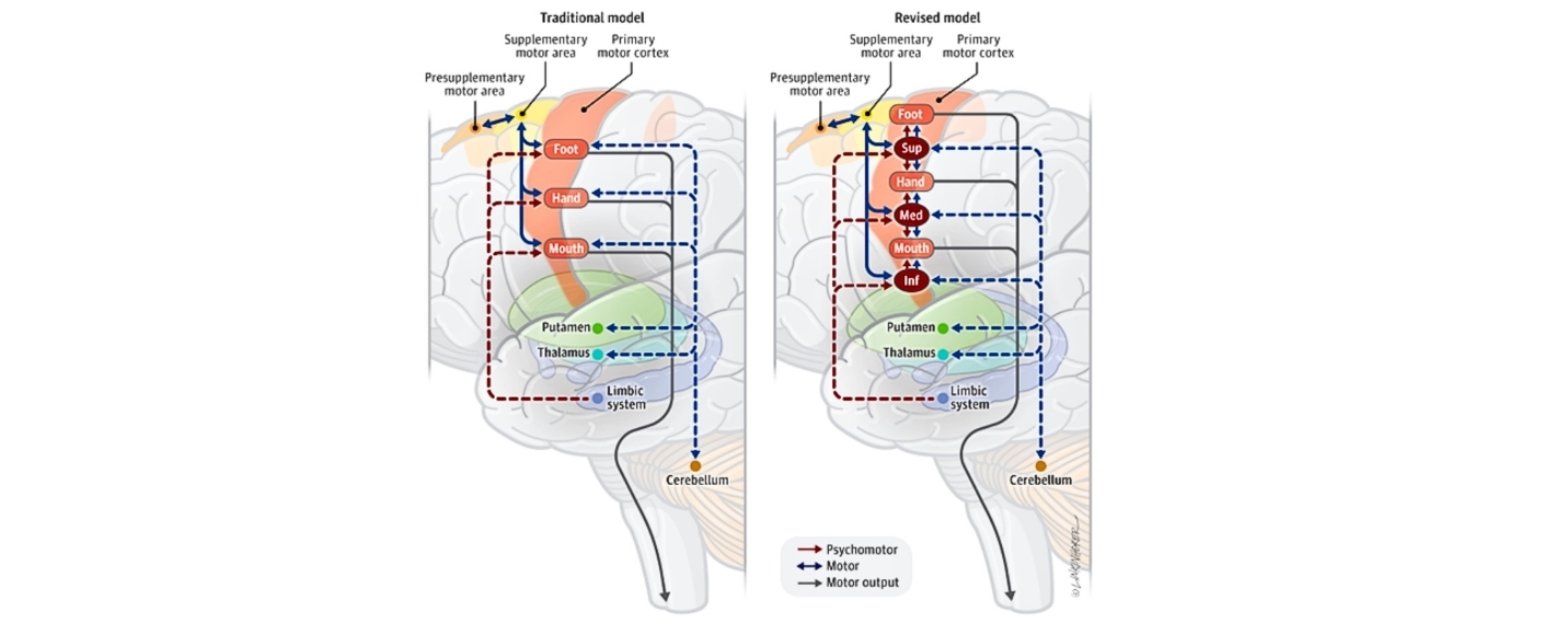 Gegenüberstellung des traditionellen und neuen Modells des motorischen Kortex. DAs neue Modell zeigt Zwischenregionen. 