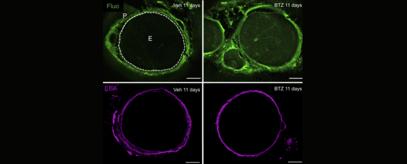 Mikroskopische Bilder aus der Publikation 