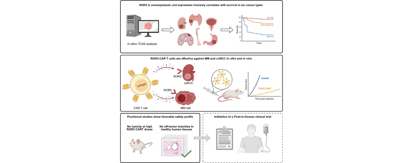 Grafischer Abstrakt aus der Publikation
