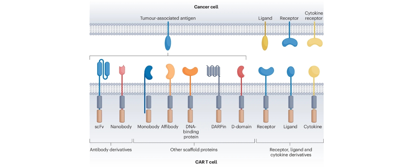 Grafischer Abstrackt aus der Publikation mit Illustration von verschiedenen Bindungsdomänen 