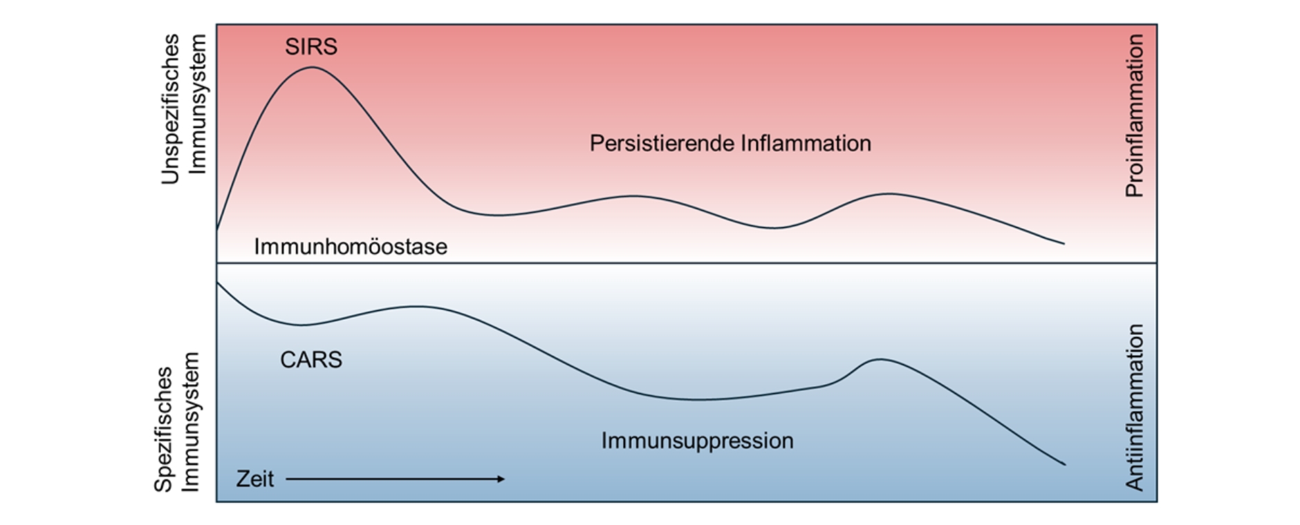 Grafik, mit zwei Kurven  (unspezfisches Immunsystem, persistierende Inflammation - Spezfisches Immunsystem - Immunsuppression