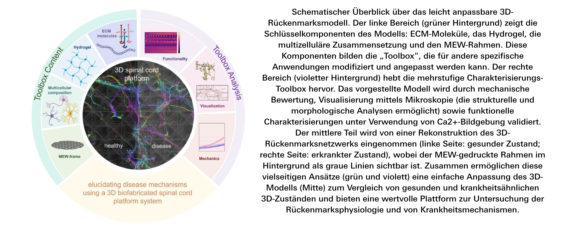 Schematischer Überblick über das leicht anpassbare 3D-Rückenmarksmodell. Der linke Bereich (grüner Hintergrund) zeigt die Schlüsselkomponenten des Modells: ECM-Moleküle, das Hydrogel, die multizelluläre Zusammensetzung und den MEW-Rahmen. Diese Komponenten bilden die „Toolbox“, die für andere spezifische Anwendungen modifiziert und angepasst werden kann. Der rechte Bereich (violetter Hintergrund) hebt die mehrstufige Charakterisierungs-Toolbox hervor. Das vorgestellte Modell wird durch mechanische Bewertung, Visualisierung mittels Mikroskopie (die strukturelle und morphologische Analysen ermöglicht) sowie funktionelle Charakterisierungen unter Verwendung von Ca2+-Bildgebung validiert. Der mittlere Teil wird von einer Rekonstruktion des 3D-Rückenmarksnetzwerks eingenommen (linke Seite: gesunder Zustand; rechte Seite: erkrankter Zustand), wobei der MEW-gedruckte Rahmen im Hintergrund als graue Linien sichtbar ist. Zusammen ermöglichen diese vielseitigen Ansätze (grün und violett) eine einfache Anpassung des 3D-Modells (Mitte) zum Vergleich von gesunden und krankheitsähnlichen 3D-Zuständen und bieten eine wertvolle Plattform zur Untersuchung der Rückenmarksphysiologie und von Krankheitsmechanismen.