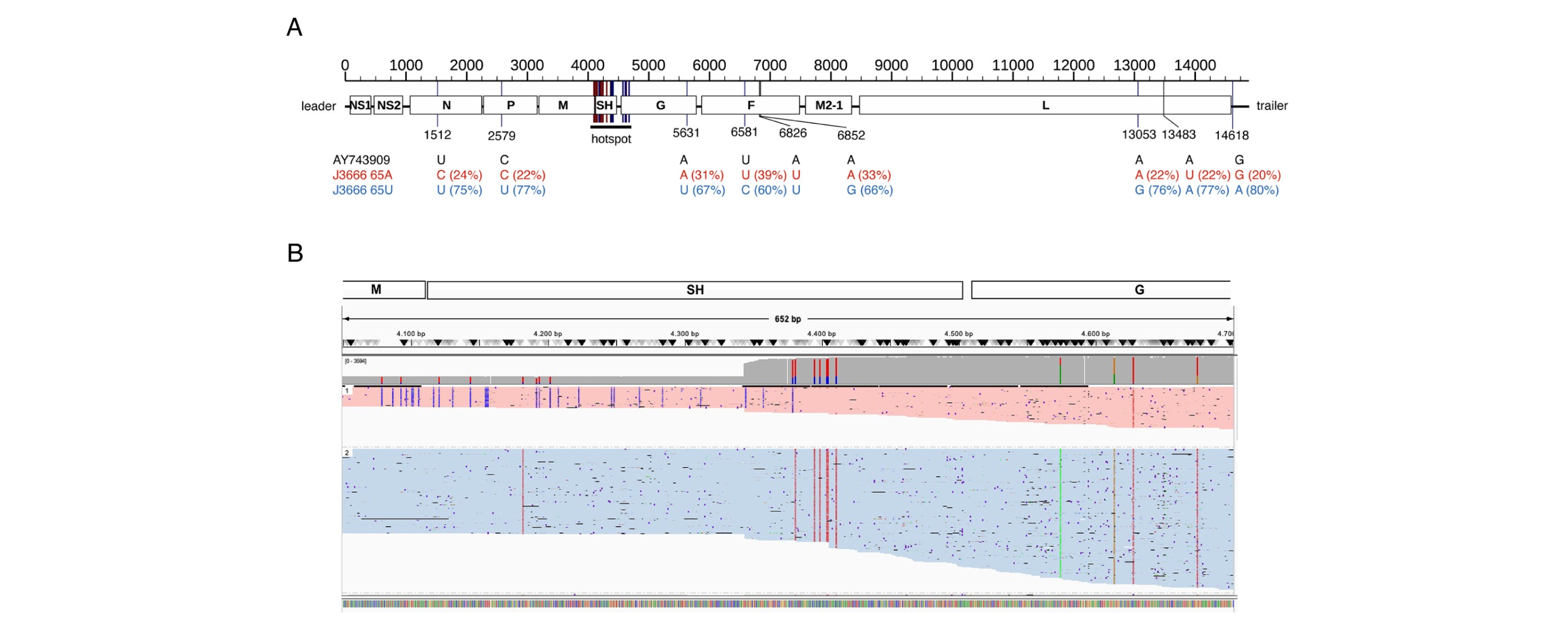 Die Analyse des gesamten Virusgenoms zeigt, dass PVM J3666 aus zwei genetisch unterschiedlichen Viruspopulationen besteht. Besonders viele Unterschiede finden sich in einem bestimmten Genomabschnitt (Hotspot), der Bereiche der M-, SH- und G-Gene umfasst. Die IGV-Darstellung macht sichtbar, wie sich diese genetischen Varianten in den beiden Viruspopulationen verteilen.