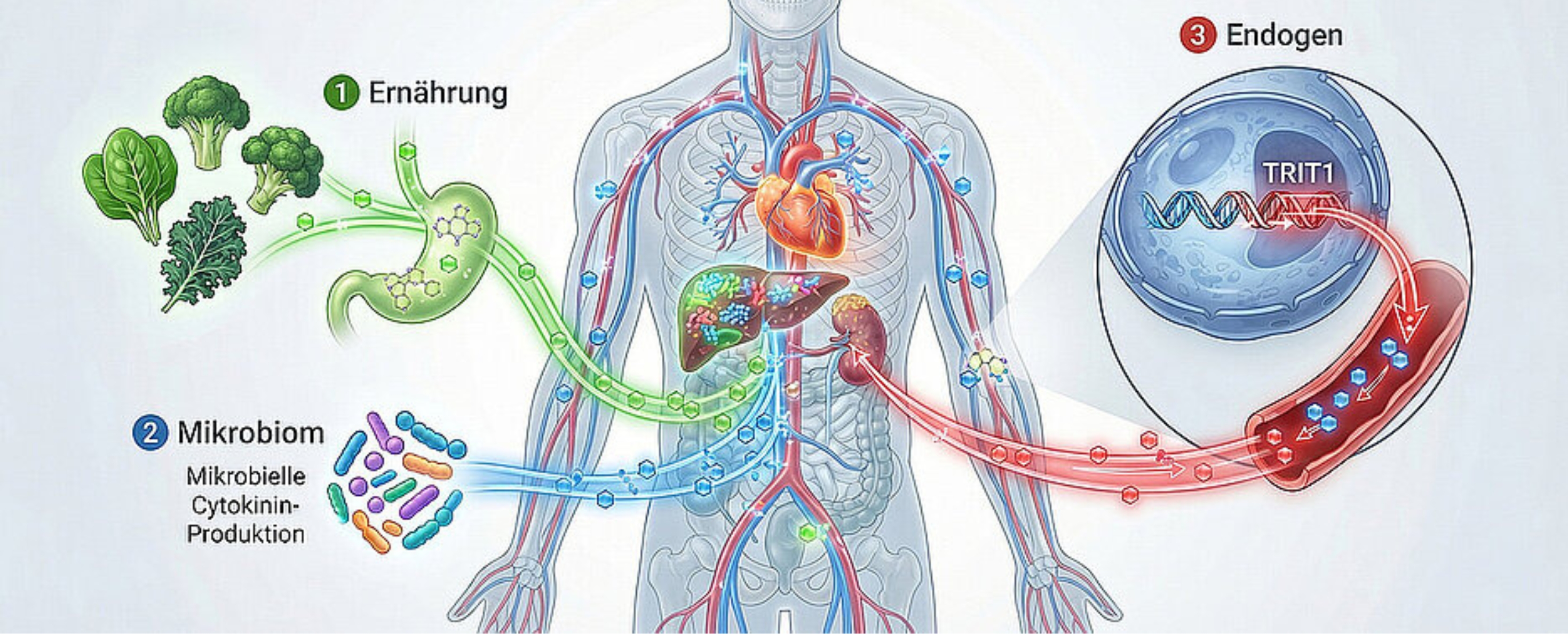 Grafik des menschlichen Körpers mit Organen und Blutbahnen, außerhalb drei Punkte: 1. Ernährung, 2. Mikrobiom mit Mikrobieller Cytokinin-Produktion und 3.Endogen. 
