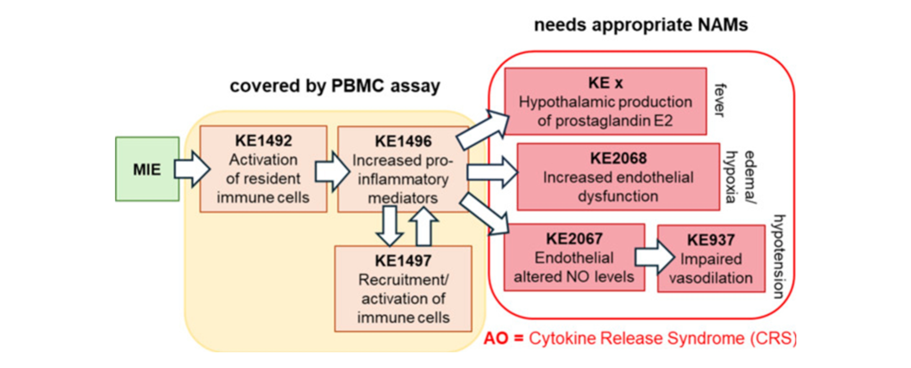 Vorgeschlagenes biologisches Wirkmodell für die Entstehung des Zytokinfreisetzungssyndroms (Cytokine Release Syndrome, CRS). Nach dem molekularen auslösenden Ereignis (Molecular Initiating Event, MIE) aktiviert das Immunsystem ortsansässige Immunzellen. Diese setzen entzündungsfördernde Botenstoffe frei und locken weitere Immunzellen an, wodurch sich die Entzündungsreaktion verstärkt. In der Folge werden unter anderem Prostaglandin E₂ (PGE₂) im Hypothalamus gebildet und die Funktion der Blutgefäßinnenwand gestört. Diese Prozesse führen schließlich zum Zytokinfreisetzungssyndrom (CRS).