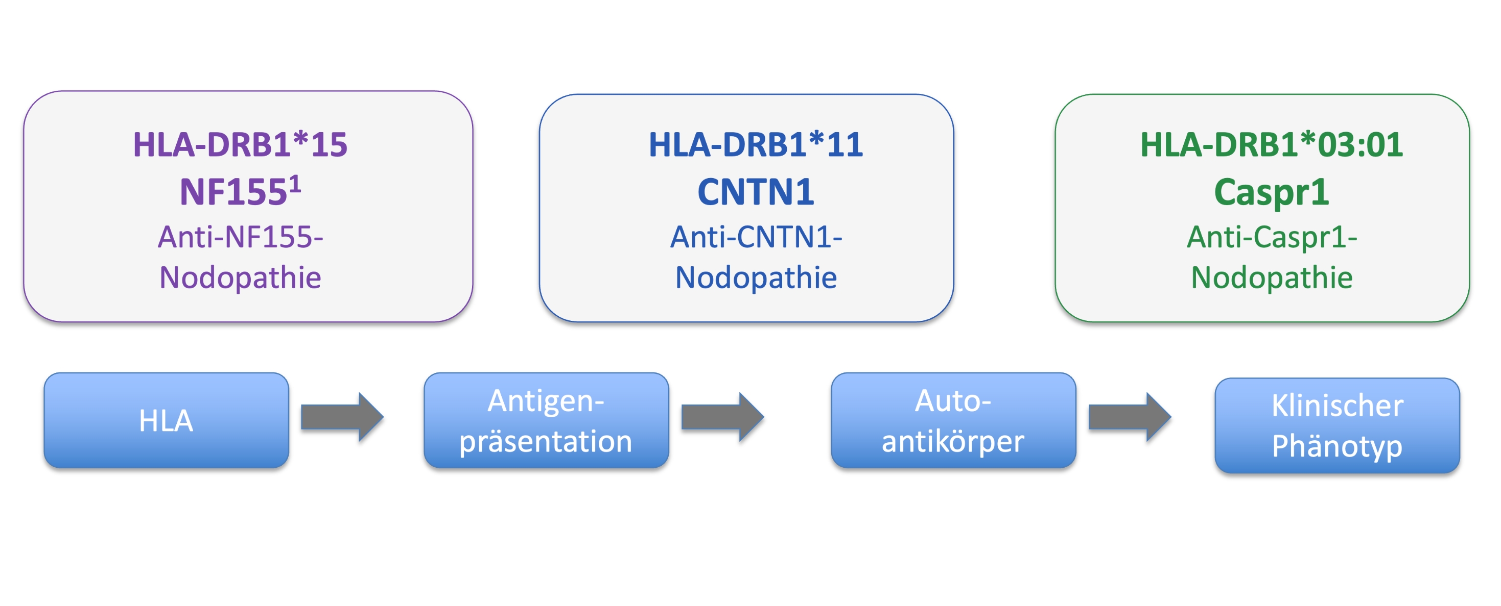 Weg von HLA - Antigenpräsentation - Autoantikörper bis zum klinischen Phänotyp 
