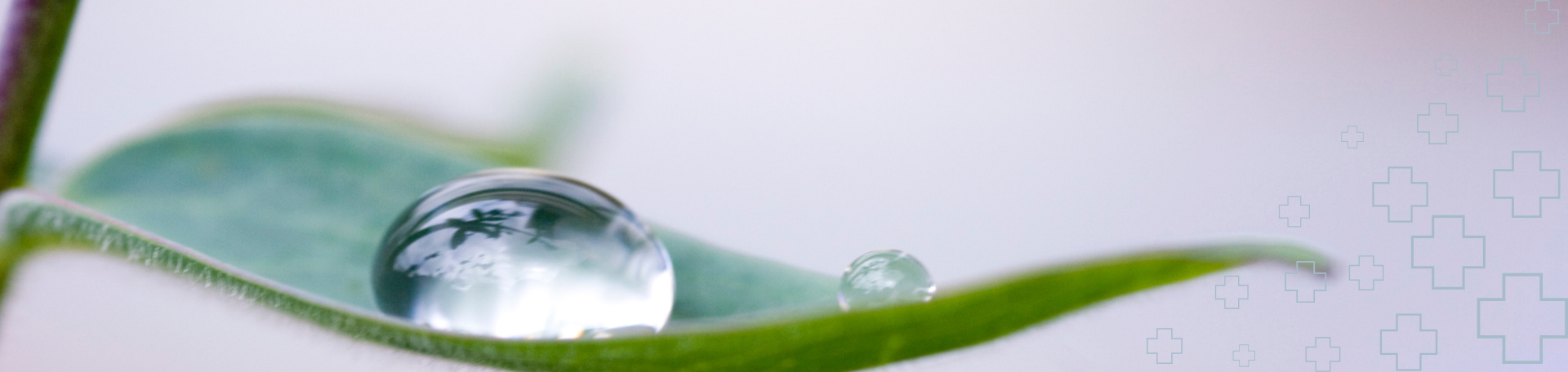 Wassertropfen auf einem Blatt